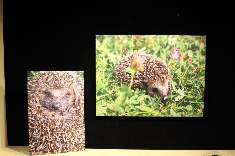 Neue Sonderausstellung im Museum Wilnsdorf